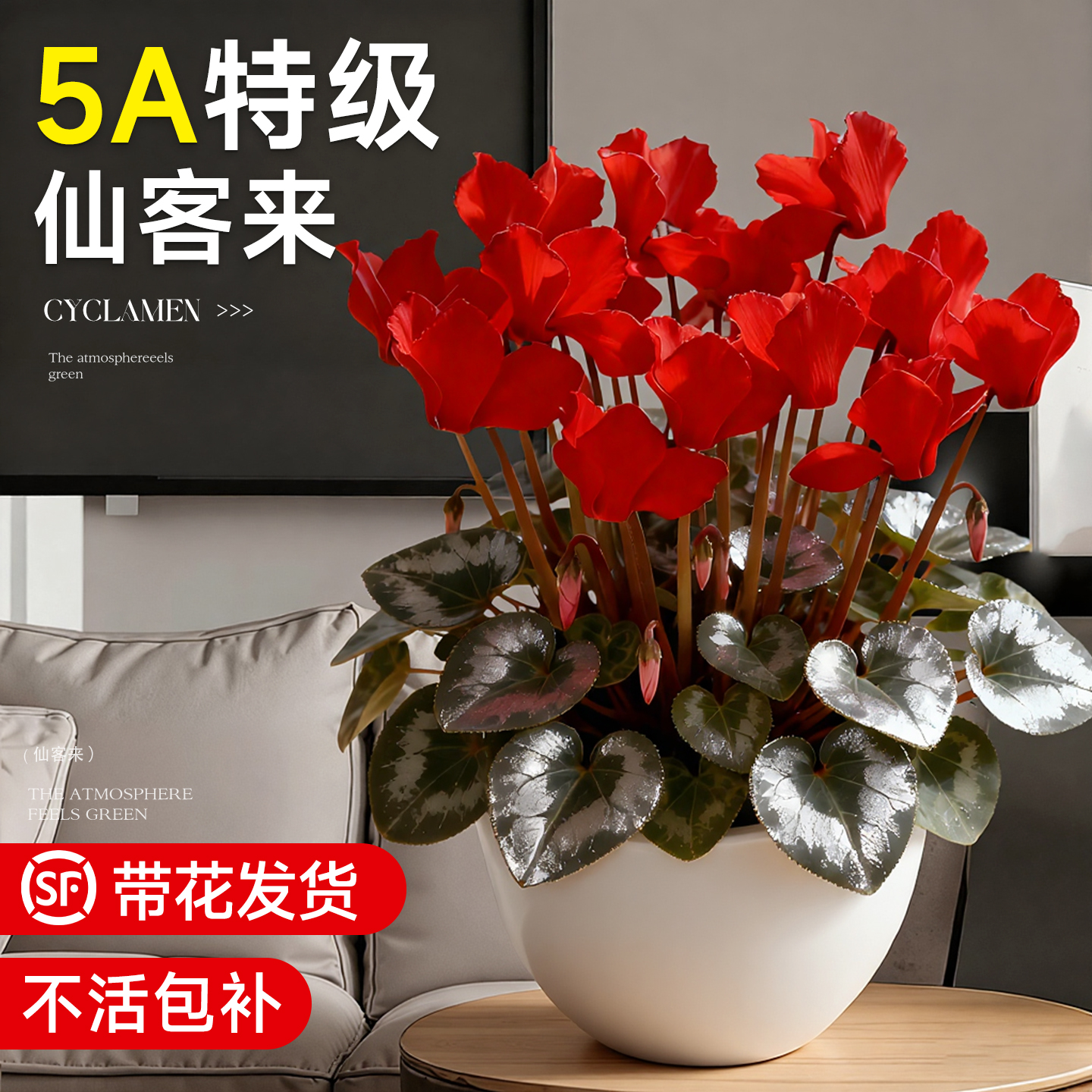 5A仙客来盆栽带花发货收到即赏