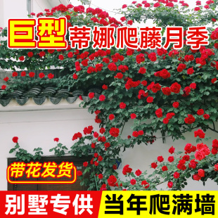 佛罗伦蒂娜1米6大苗蔷薇花苗四季爬藤开花卉盆栽藤本月季爬墙弗洛