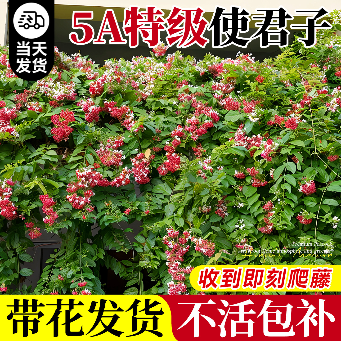使君子爬藤植物花苗重瓣大花苞水君子阳台庭院耐热花卉绿植驱蚊