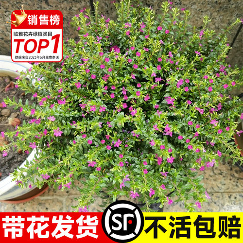 满天星盆栽带花苞四季开花绿植物