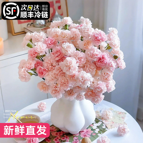 【云南直发】康乃馨鲜花卉次日达