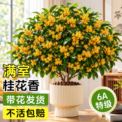5A特级四季桂花养不死带花发货