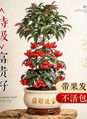 富贵籽盆栽带红果绿植金玉满堂年宵花室内办公室桌面植物四季好养