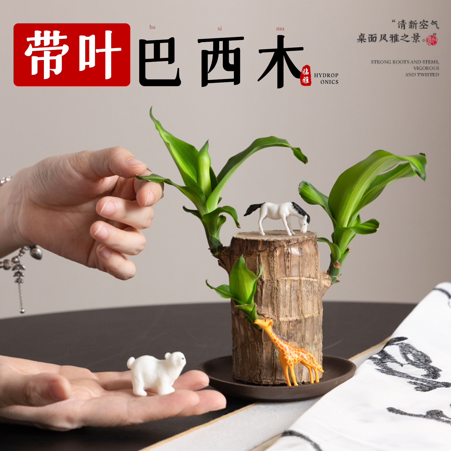 带叶带芽的巴西木水培四季好养