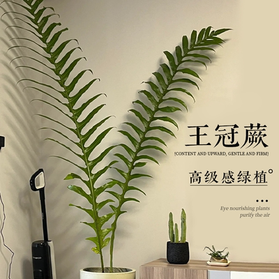 【精品】王冠蕨带盆栽好不活包补