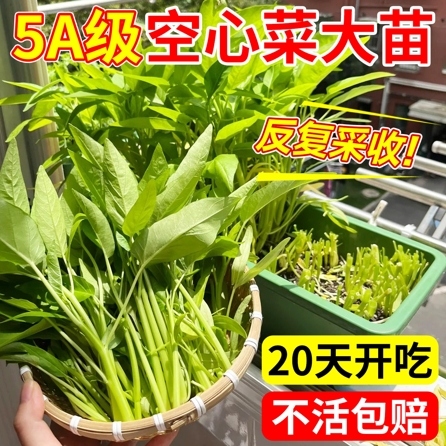 三叉空心菜苗四季好养蔬菜种子带根带土多茬大叶高产新鲜秧苗