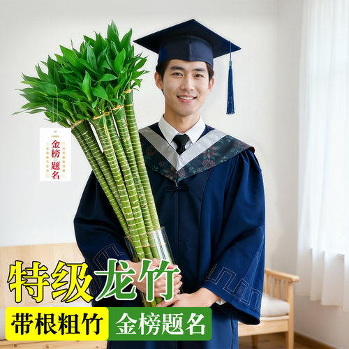 【带根】文昌竹文竹龙竹水培绿植