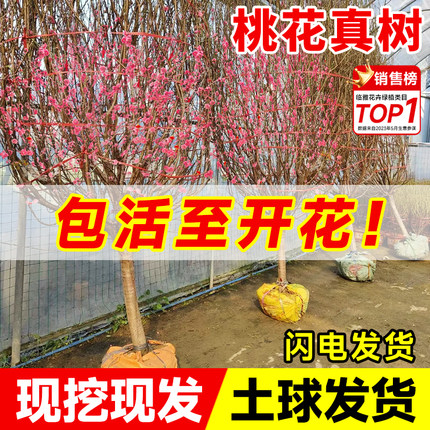 观赏桃花树活苗庭院花卉绿植物室内大型真树盆栽好养易活四季开花