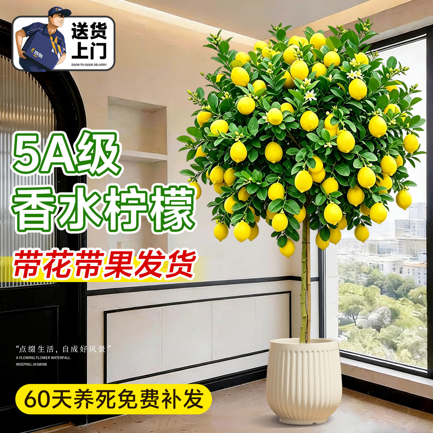 香水柠檬树盆栽带果可食用四季旺宅绿植室内大型植物客厅阳台好养
