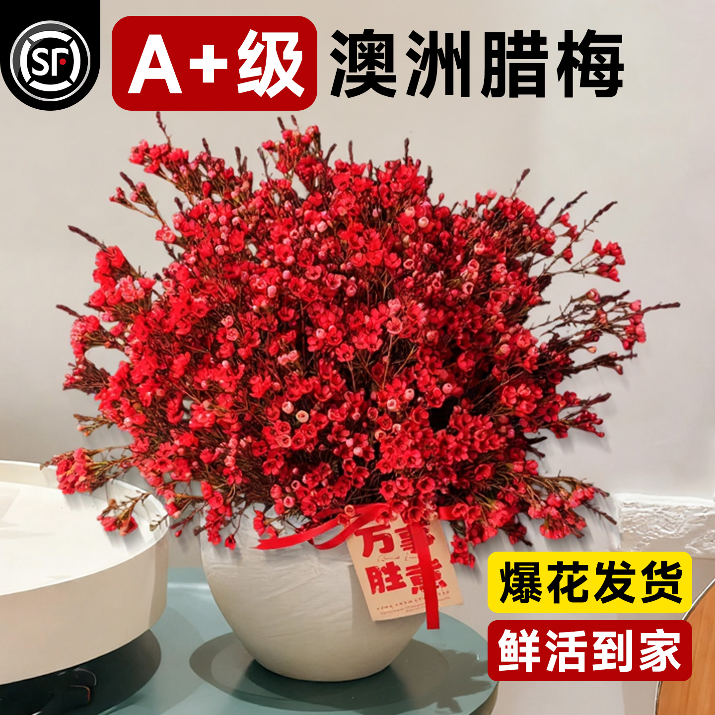 【冷链直达】澳洲腊梅鲜切花