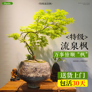 好养 造型流泉枫盆栽室内大型绿植物客厅日系禅意高级感盆景观四季