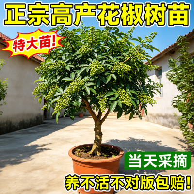四川九叶青花椒苗当年结果盆栽