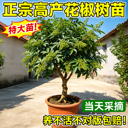 四川九叶青花椒苗当年结果盆栽