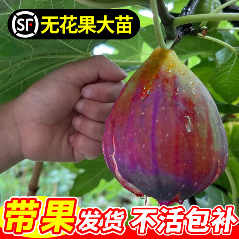 无花果树果苗带果特大盆栽波姬红南北方青皮带盆阳台四季种植地栽