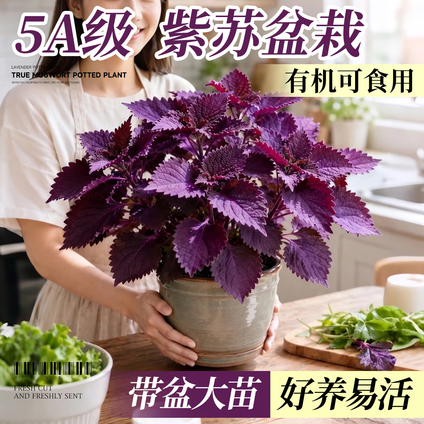 紫苏苗盆栽可食用厨房香草香料植物新鲜紫苏叶即食用盆栽罗勒绿植