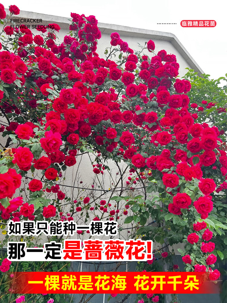 蔷薇花苗爬藤四季开花月季花苗蒂娜盆栽带花苞浓香型藤本爬墙花卉图片