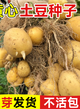 秋播黄心土豆种子秋季高产马铃薯种蔬菜种子种植农家自种地瓜菜籽