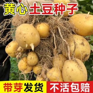 秋播黄心土豆种子秋季高产马铃薯种蔬菜种子种植农家自种地瓜菜籽
