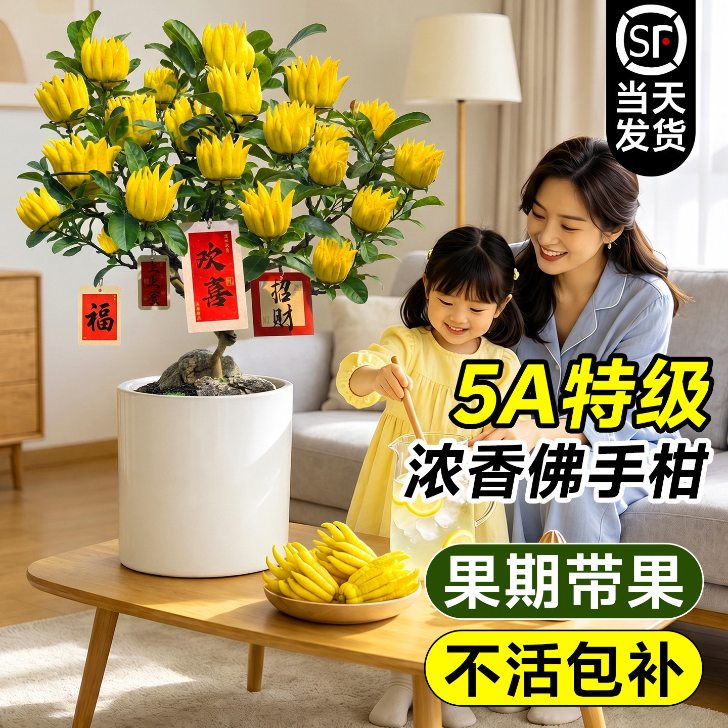 佛手柑盆栽鲜果盆栽树苗云南佛手柑特大可食用绿植室内外阳台庭院
