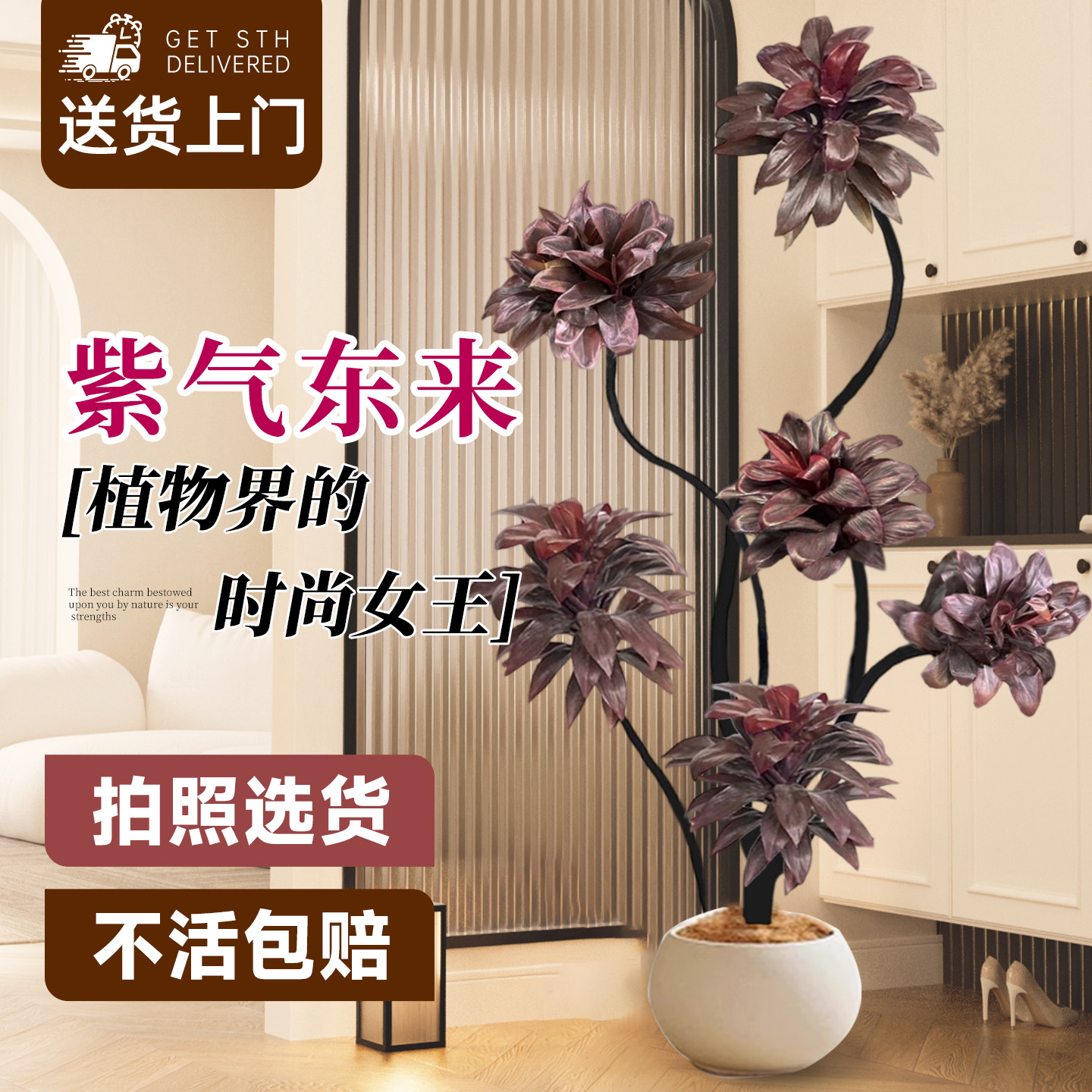 紫气东来盆栽娃娃朱蕉办公室电视柜旁边客厅高级感绿植物四季好养