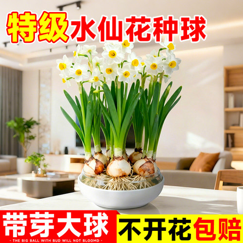 5A特级水仙花带芽种球包开花对版