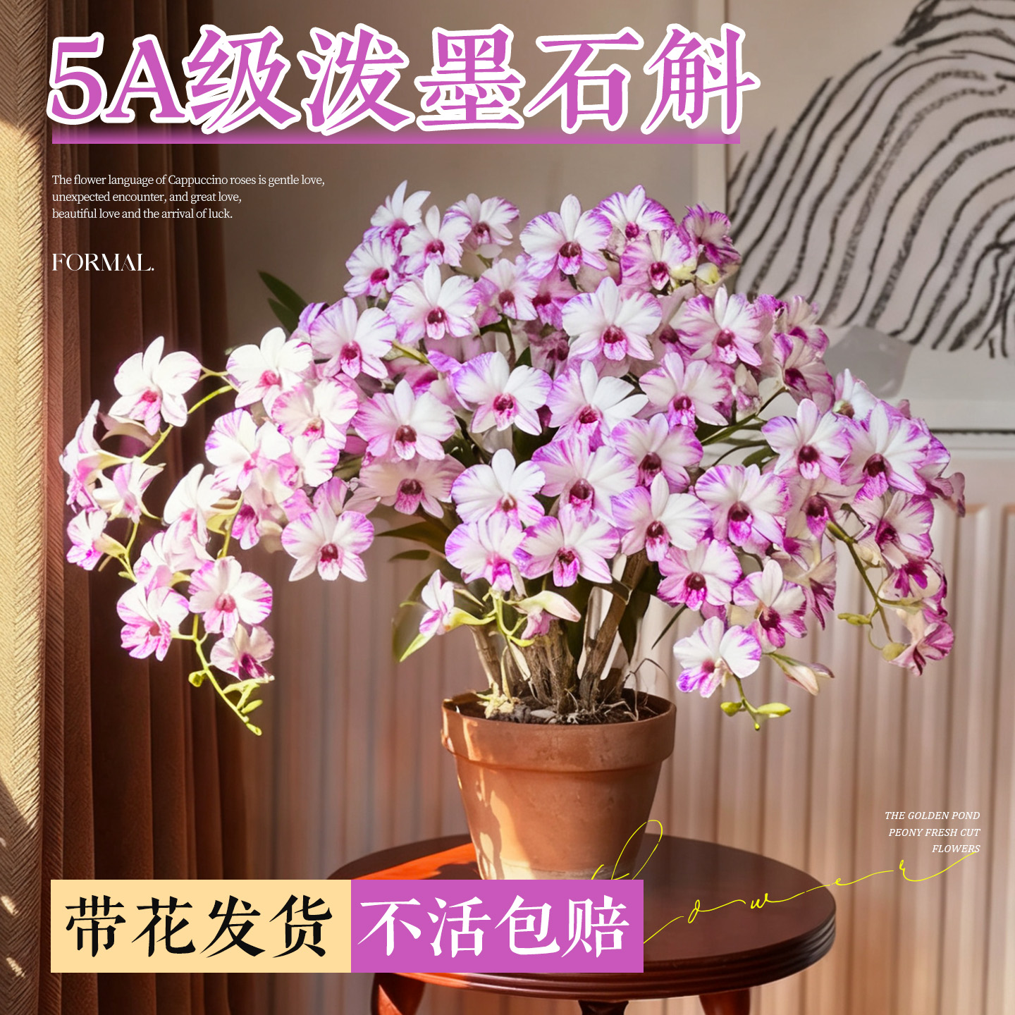 5A级泼墨石斛兰不活包补假一赔十