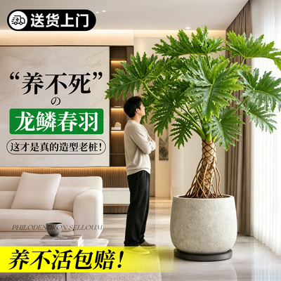 送货上门龙鳞春羽老桩大型绿植