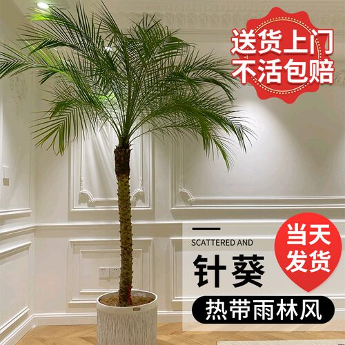 【送货上门】针葵树盆栽大型绿植