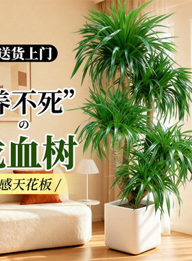 龙血树客厅绿植高级感室内大型轻奢盆栽龙须树办公室植物四季好养