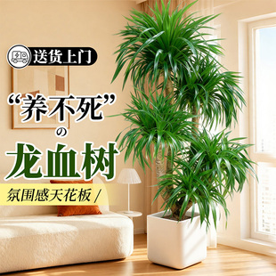 龙血树客厅绿植高级感室内大型轻奢盆栽龙须树办公室植物四季好养