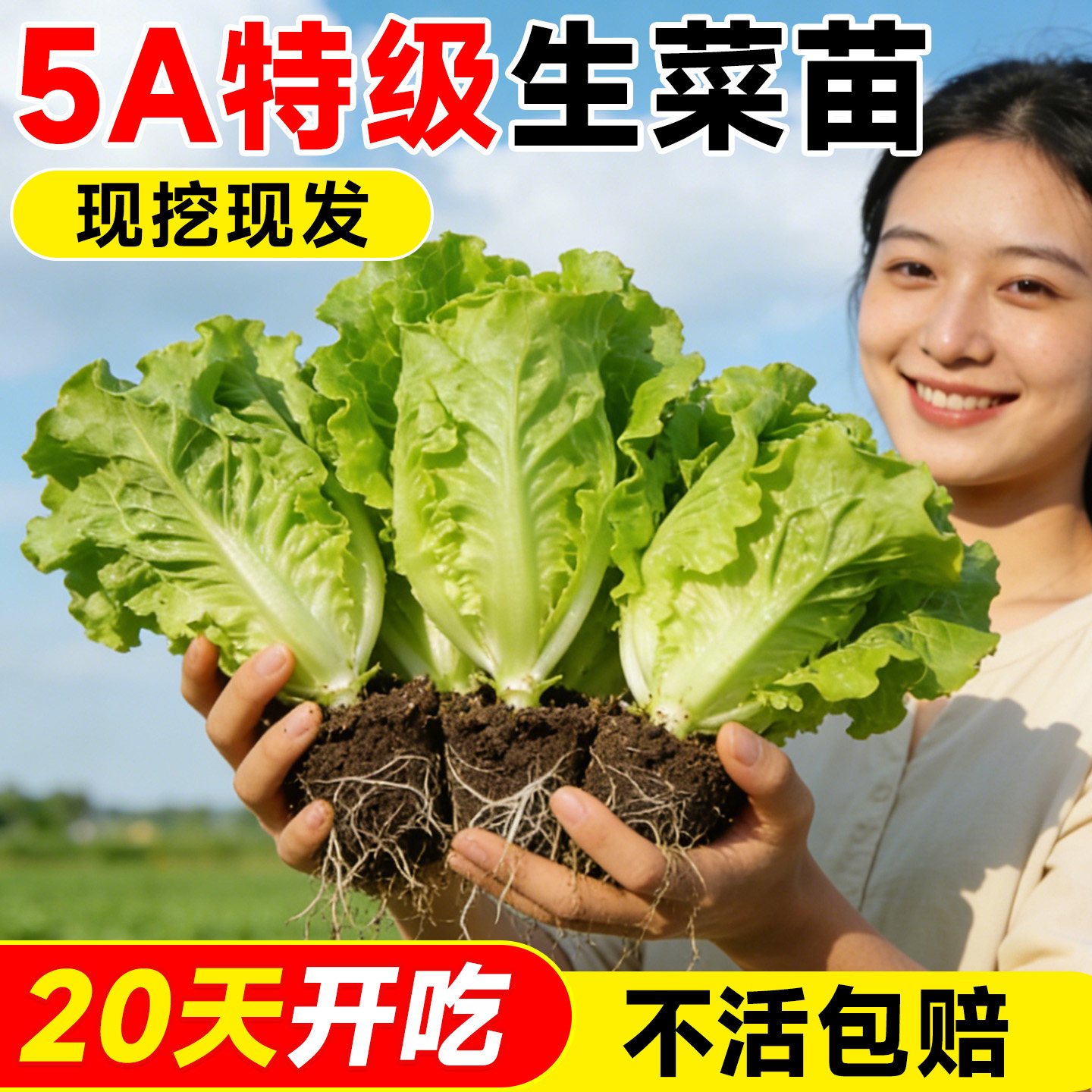 生菜苗秧带土菜苗意大利罗马紫叶球苗四季蔬菜苗盆地栽阳台种植