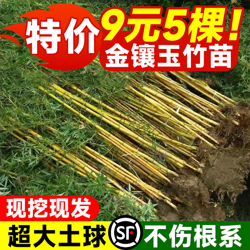 金镶玉竹子苗名贵型耐寒景观植物