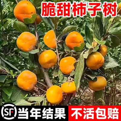 脆甜柿子树果苗全国可种当年结果