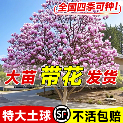 【包活一年】玉兰花超大树苗