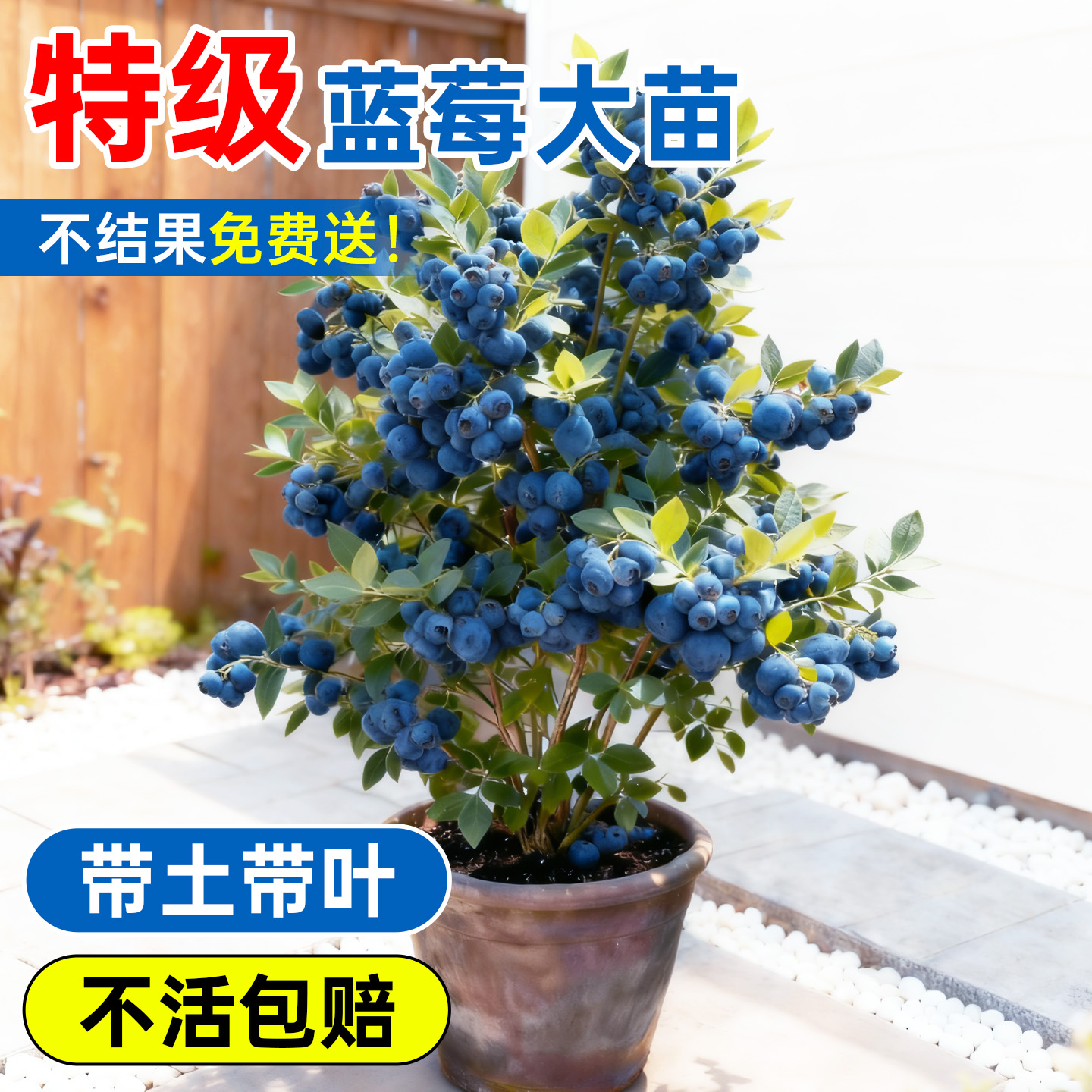 蓝莓树果苗盆栽树苗结果特大号带果绿植四季植物阳台庭院室内地栽
