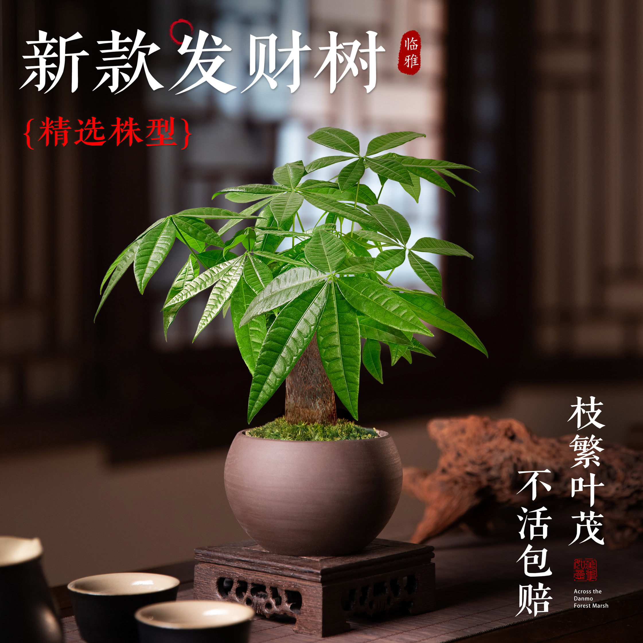 精选株型新款发财树小盆栽品相好