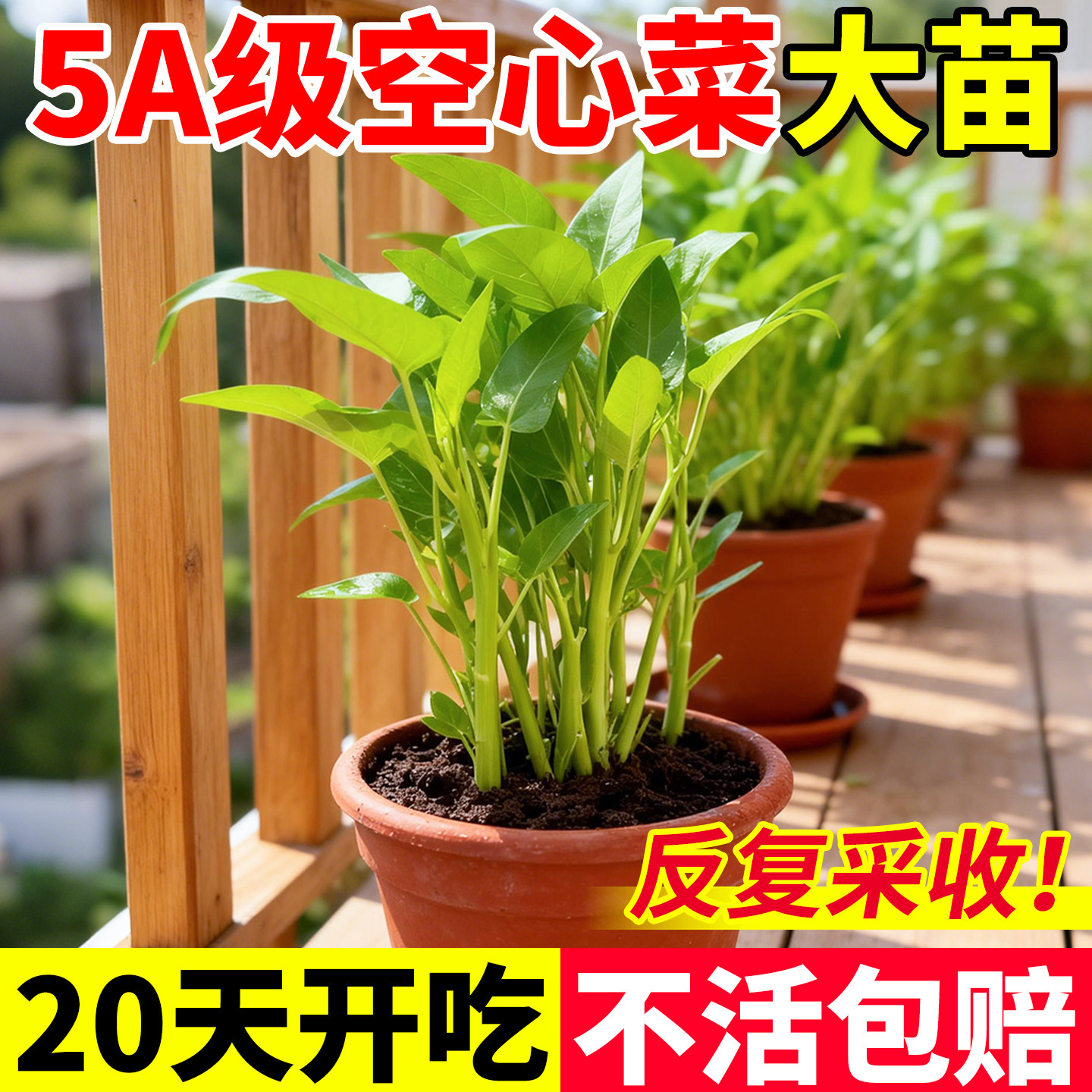 三叉空心菜苗四季好养蔬菜种子带根带土多茬大叶高产新鲜秧苗