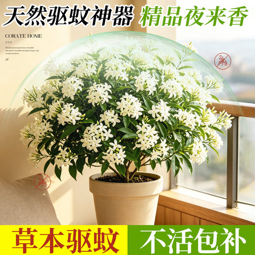 夜来香盆栽花树苗带花苞驱蚊绿植