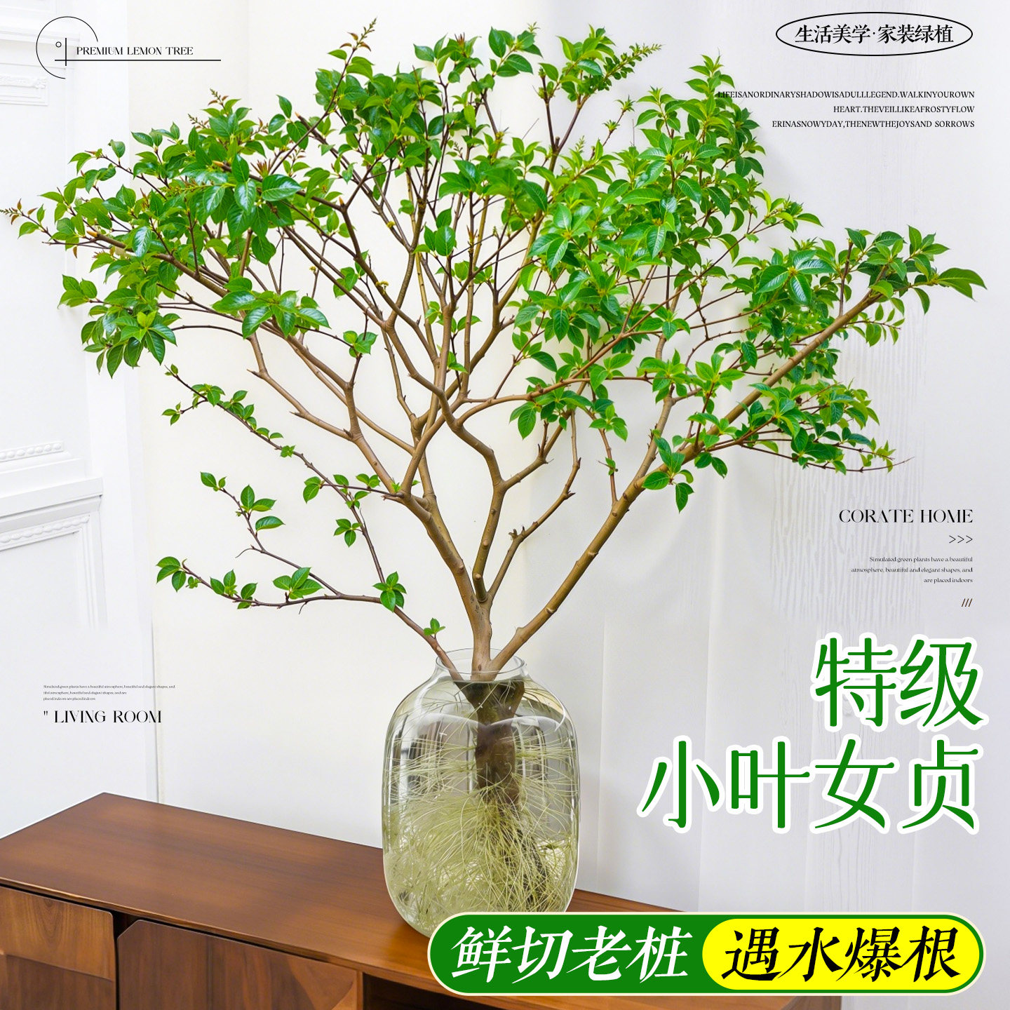 小叶女贞水培老桩造型树毛叶丁香室内花卉绿植物四季常青鲜切枝条