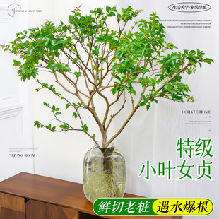 小叶女贞水培老桩造型树毛叶丁香室内花卉绿植物四季常青鲜切枝条