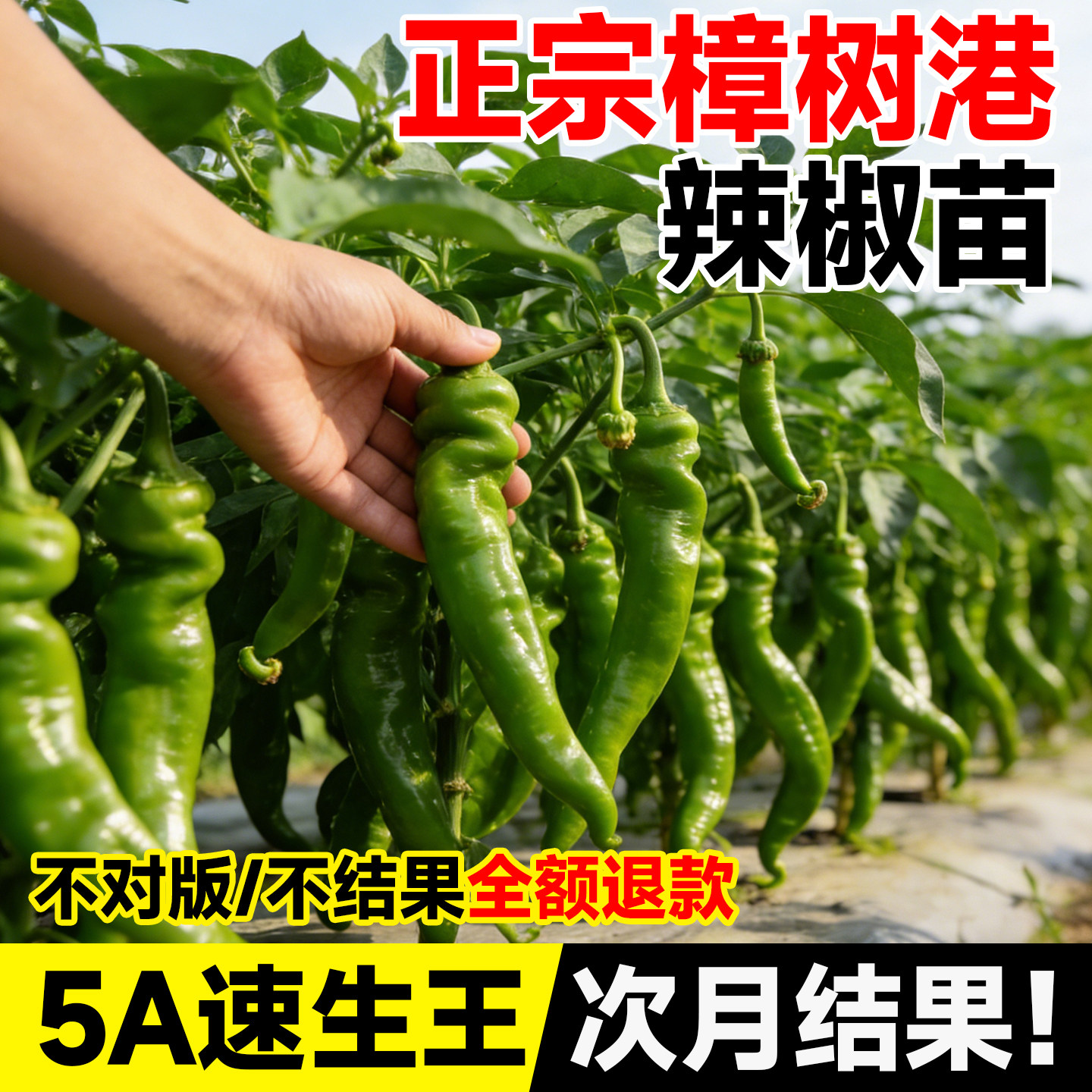 辣椒苗樟树港辣椒苗秧苗湖南正宗高产四季小米辣七彩薄皮盆栽蔬菜