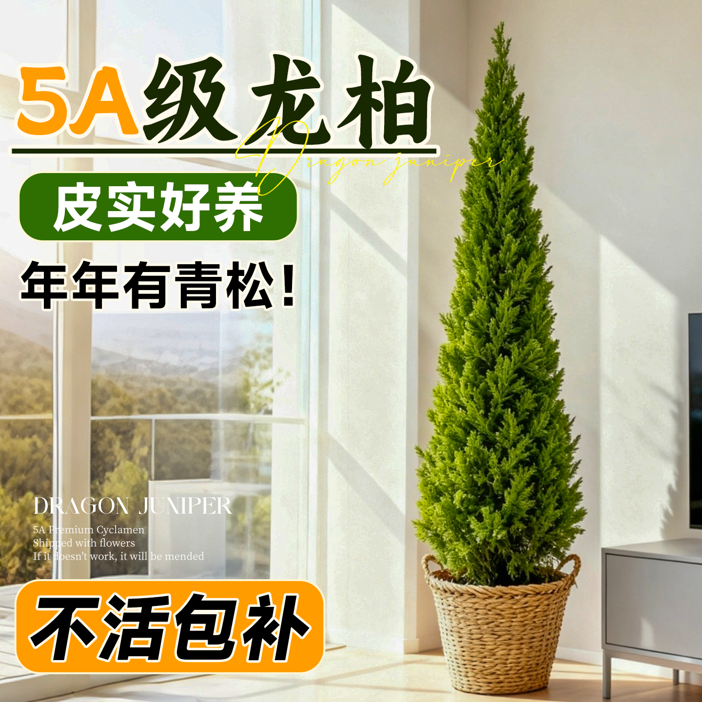 5A级龙柏真树室内好养不活包补