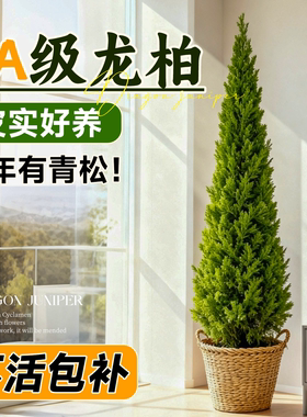 龙柏树苗圣诞树真树松柏树盆栽室内大型绿植物客厅户外庭院好养活