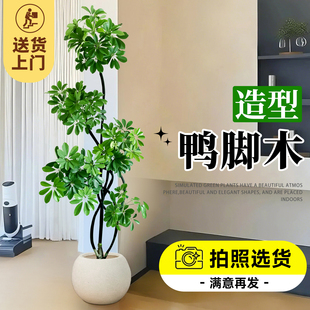 造型鸭脚木客厅大盆栽室内高级感大型绿植鸭掌木鹅掌柴落地式 植物