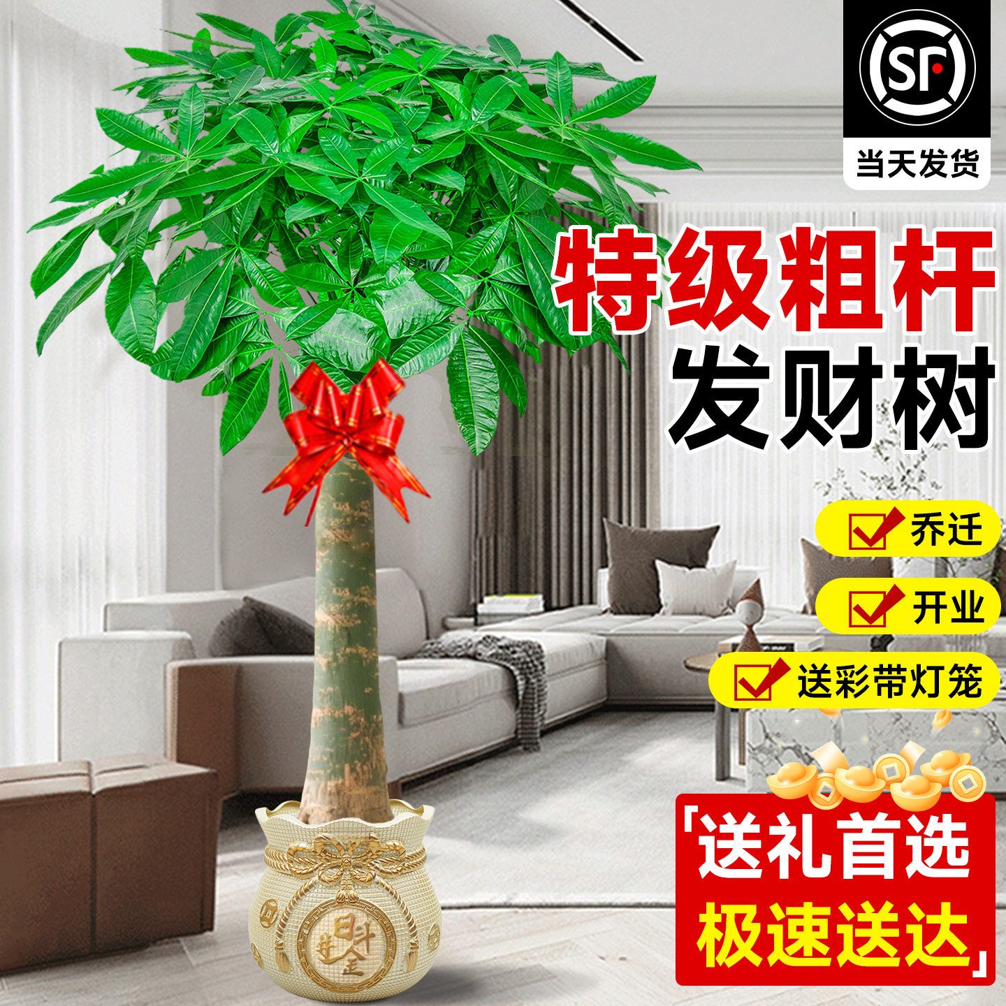 发财树客厅盆栽大型绿植办公室招财树室内植物高端大气上档次送礼