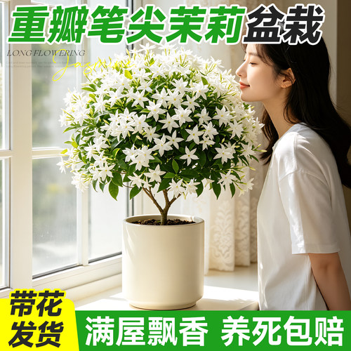 重瓣笔尖茉莉盆栽带花发货