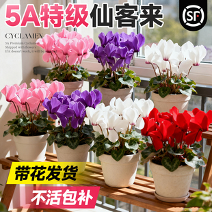 仙客来盆栽带花特大花苗兔耳花阳台室内开花花卉蝶衣花年宵花绿植