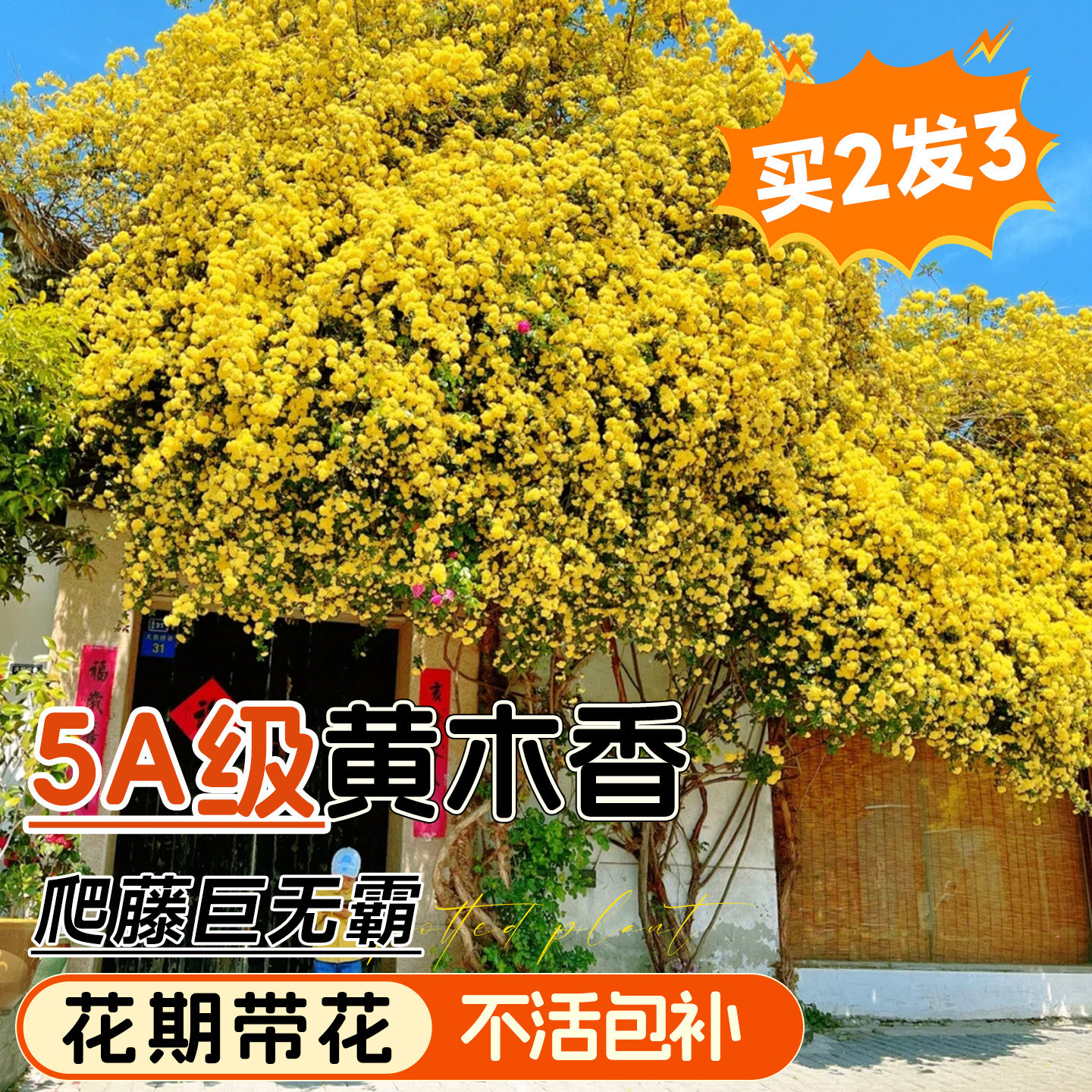 黄木香老桩爬藤植物大苗阳台庭院四季植物红白木香花室内花卉盆栽,鲜花速递/花卉仿真/绿植园艺,绣球/木绣球/木本植物,淘宝优惠券,粉丝福利购,淘宝优惠卷