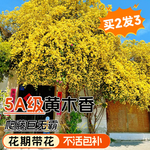 黄木香老桩爬藤植物大苗阳台庭院四季植物红白木香花室内花卉盆栽