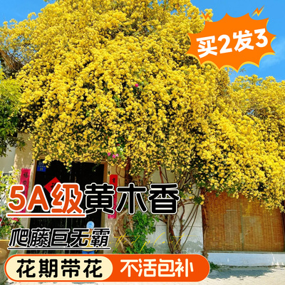 5A特级爬藤黄木香花苗不活包补